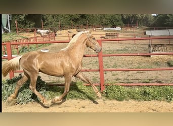 PRE Mix, Hengst, 3 Jahre, 162 cm, Palomino