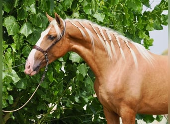 PRE Mix, Hengst, 3 Jahre, 162 cm, Palomino