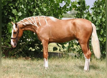 PRE Mix, Hengst, 3 Jahre, 162 cm, Palomino