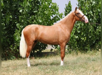 PRE Mix, Hengst, 3 Jahre, 162 cm, Palomino