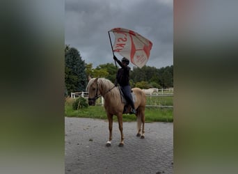 PRE Mix, Hengst, 3 Jahre, 162 cm, Palomino