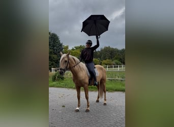 PRE Mix, Hengst, 3 Jahre, 162 cm, Palomino