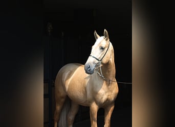 PRE Mix, Hengst, 3 Jahre, 162 cm, Palomino