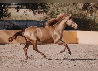 PRE, Hengst, 3 Jahre, 162 cm, Pearl