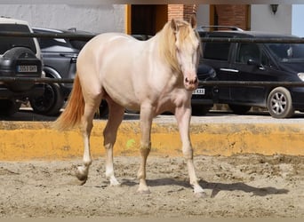 PRE, Hengst, 3 Jahre, 162 cm, Perlino