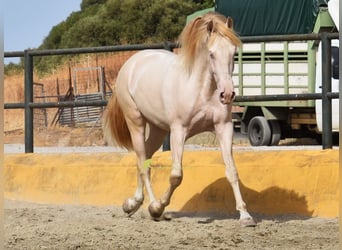PRE, Hengst, 3 Jahre, 162 cm, Perlino