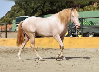 PRE, Hengst, 3 Jahre, 162 cm, Perlino