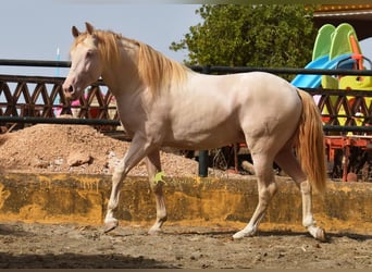 PRE, Hengst, 3 Jahre, 162 cm, Perlino