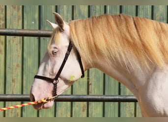 PRE, Hengst, 3 Jahre, 162 cm, Perlino