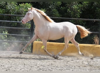 PRE, Hengst, 3 Jahre, 162 cm, Perlino