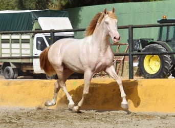 PRE, Hengst, 3 Jahre, 162 cm, Perlino