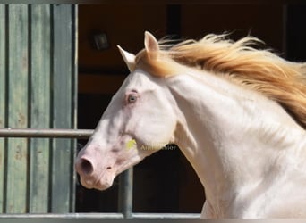 PRE, Hengst, 3 Jahre, 162 cm, Perlino