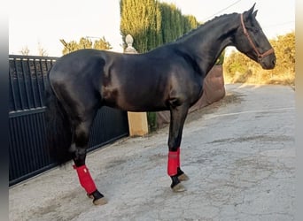 PRE, Hengst, 3 Jahre, 162 cm, Rappe