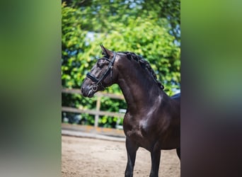 PRE Mix, Hengst, 3 Jahre, 162 cm, Rappe