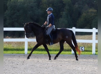 PRE, Hengst, 3 Jahre, 162 cm, Rappe