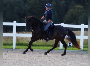 PRE, Hengst, 3 Jahre, 162 cm, Rappe