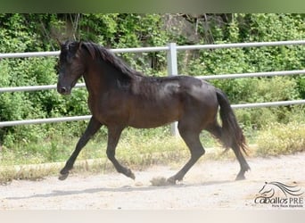 PRE, Hengst, 3 Jahre, 162 cm, Rappe