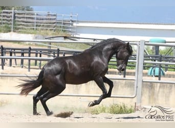 PRE, Hengst, 3 Jahre, 162 cm, Rappe