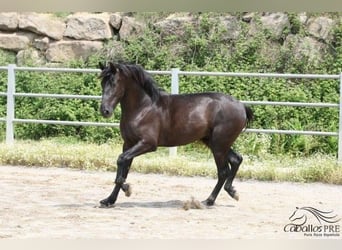 PRE, Hengst, 3 Jahre, 162 cm, Rappe