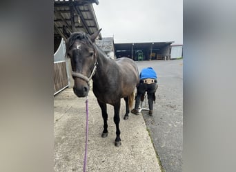 PRE, Hengst, 3 Jahre, 162 cm, Rappschimmel