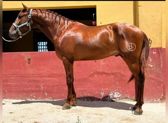 PRE Mix, Hengst, 3 Jahre, 162 cm, Rotfuchs