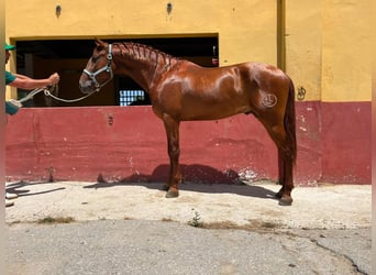 PRE, Hengst, 3 Jahre, 162 cm, Rotfuchs