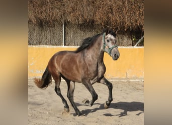 PRE Mix, Hengst, 3 Jahre, 162 cm, Rotschimmel