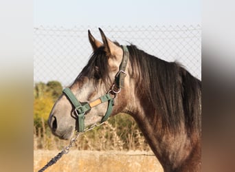 PRE Mix, Hengst, 3 Jahre, 162 cm, Rotschimmel