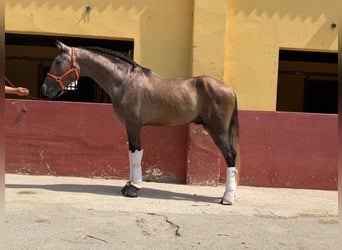 PRE Mix, Hengst, 3 Jahre, 162 cm, Schimmel