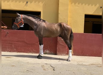 PRE Mix, Hengst, 3 Jahre, 162 cm, Schimmel
