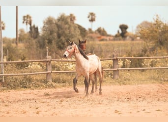 PRE, Hengst, 3 Jahre, 162 cm, Schimmel
