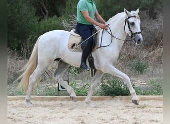 PRE Mix, Hengst, 3 Jahre, 162 cm, Schimmel