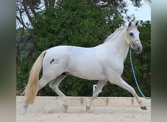 PRE Mix, Hengst, 3 Jahre, 162 cm, Schimmel