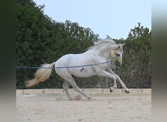 PRE Mix, Hengst, 3 Jahre, 162 cm, Schimmel