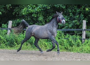 PRE, Hengst, 3 Jahre, 162 cm, Schimmel