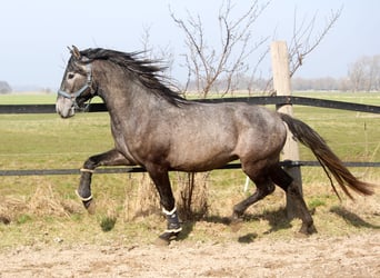 PRE, Hengst, 3 Jahre, 162 cm, Schimmel