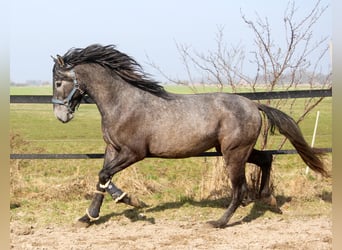PRE, Hengst, 3 Jahre, 162 cm, Schimmel