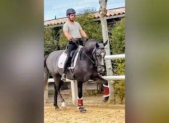 PRE Mix, Hengst, 3 Jahre, 163 cm, Apfelschimmel