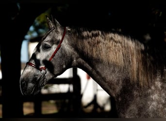 PRE Mix, Hengst, 3 Jahre, 163 cm, Apfelschimmel
