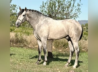 PRE, Hengst, 3 Jahre, 163 cm, Apfelschimmel