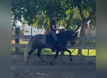 PRE Mix, Hengst, 3 Jahre, 163 cm, Apfelschimmel