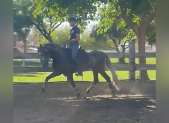 PRE Mix, Hengst, 3 Jahre, 163 cm, Apfelschimmel