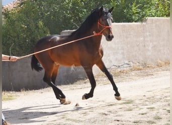 PRE, Hengst, 3 Jahre, 163 cm