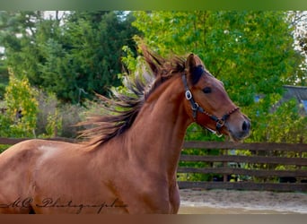 PRE Mix, Hengst, 3 Jahre, 163 cm, Brauner