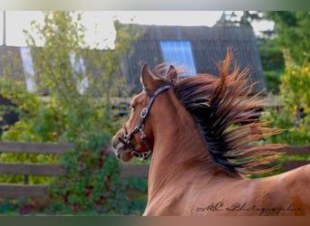 PRE Mix, Hengst, 3 Jahre, 163 cm, Brauner