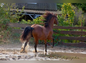 PRE Mix, Hengst, 3 Jahre, 163 cm, Brauner