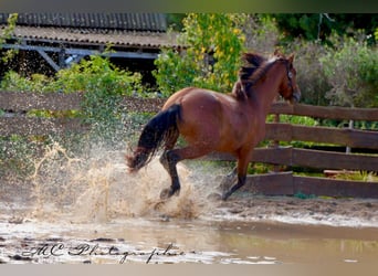 PRE Mix, Hengst, 3 Jahre, 163 cm, Brauner