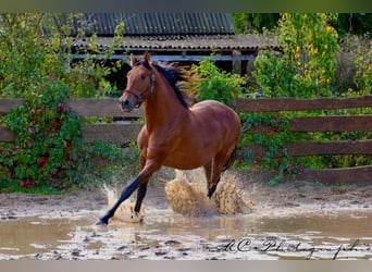 PRE Mix, Hengst, 3 Jahre, 163 cm, Brauner