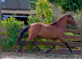 PRE Mix, Hengst, 3 Jahre, 163 cm, Brauner