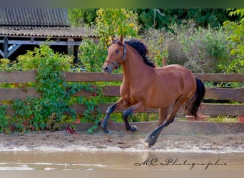 PRE Mix, Hengst, 3 Jahre, 163 cm, Brauner